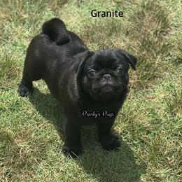 Granite - Black male Pug puppy in Summerville, Georgia from Pearly’s Pugs & Pollywog Poodles