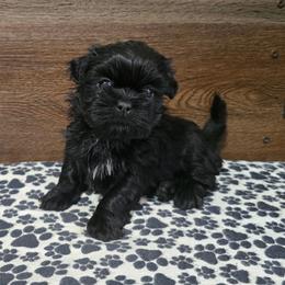 Trixy Boy 2 - Black male Shih Tzu puppy in Meadows Of Dan, Virginia from Walt’s Shih Tzus