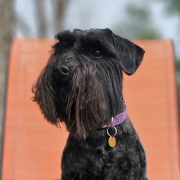 Ridley - Miniature Schnauzer