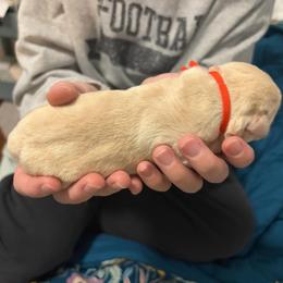 Orange Collar - Yellow female Labrador Retriever puppy in Archer Lodge, North Carolina from Archer Lodge Labradors