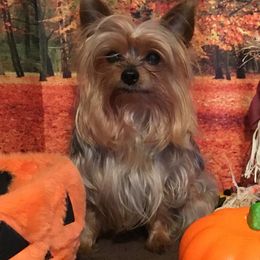 Yorkshire Terriers from Mary Yorkies in Ga