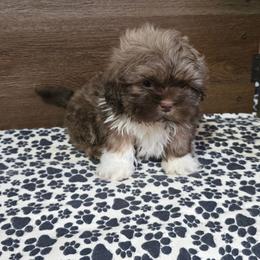 Trixy Boy 1 - Liver male Shih Tzu puppy in Meadows Of Dan, Virginia from Walt’s Shih Tzus
