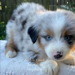 Girl 1 - Blue merle female Australian Shepherd puppy in Mount Sterling, Kentucky from Saddle Creek Australian Shepherds