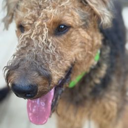 Archie - Airedale Terrier