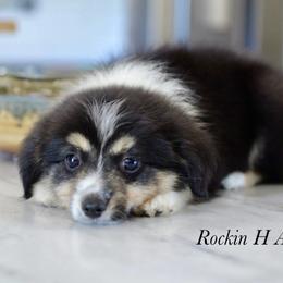 Boy 1 - Black tri male Toy Australian Shepherd puppy in Russellville, Arkansas from Rockin H Aussies