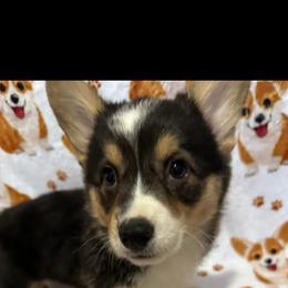 Pembroke Welsh Corgi Puppies from LTT Corgis