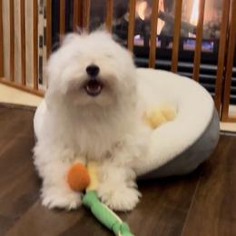Sosuke - Coton de Tulear