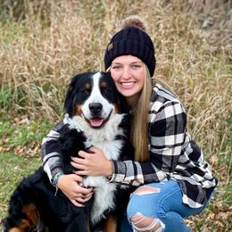 Tiana - Bernese Mountain Dog