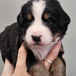 Ballet Pink Silver - Black rust and white female Bernese Mountain Dog puppy in Brattleboro, Vermont from Jill Stahl Tyler