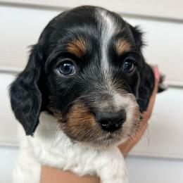 Candycane - Black and tan male Dachshund puppy in Highland, California from BAES Teufelshunde