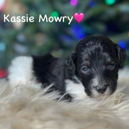 Kassie Mowry - Black tri-color female Aussiedoodle puppy in Lancaster, Minnesota from Finney Ranch
