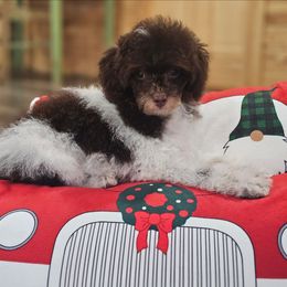 Frappuccino - Parti male Poodle puppy in Salem, Missouri from Meadowbrook Poodles