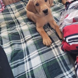 Labrador Retriever Puppies from Jensen’s Fox Red Labs