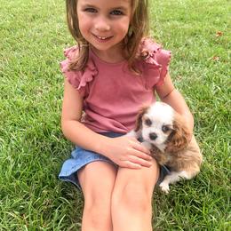 Cavalier King Charles Spaniel Puppies from Cumberland Cavaliers