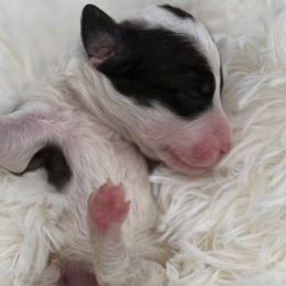Shirley - Sable female Bernedoodle puppy in Montverde, Florida from Central Florida Bernedoodles