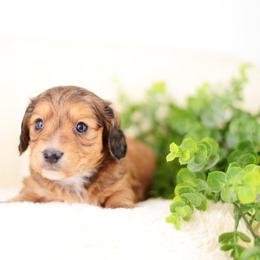 MJ - Red female Dachshund puppy in Neosho, Missouri from Tinker Toy Doxies