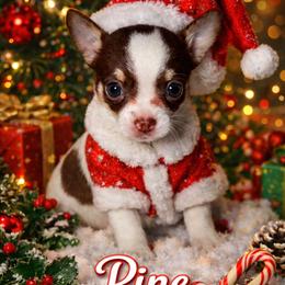 Pine - Chocolate and white male Chihuahua puppy in New Bedford, Massachusetts from Roark Pack Chihuahua's & Pomsky's