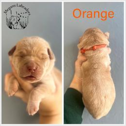Orange - Yellow female Dilute Retriever puppy in Ste. Genevieve, Missouri from Megans Labradors