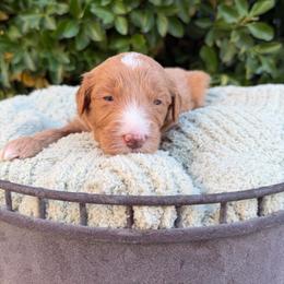 Daphne - Parti female Goldendoodle puppy in Barstow, California from Golden Desert Doodles