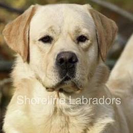 Riley - Labrador Retriever