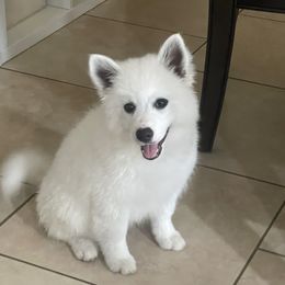 Leo - White male American Eskimo Dog puppy in Hesperia, California from Bella's American Eskimos