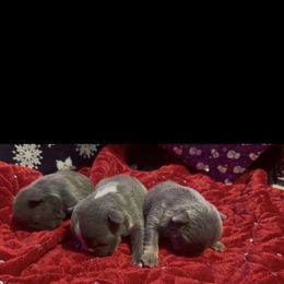 Boy 1 - Blue male French Bulldog puppy in Gerber, California from In The Zone Dog Training and Breeding