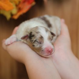 Australian Shepherd Puppies from HCA Aussies