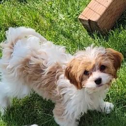 Cavalier King Charles Spaniel, Cavapoo, and Poodle Puppies from Rocky Desert Goldens and Cavaliers
