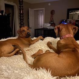 Rhodesian Ridgeback All Grown Up from RR Ridgebacks