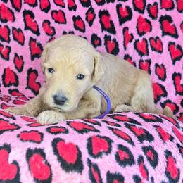 Max - Apricot female Goldendoodle puppy in Georgetown, Tennessee from Georgetown Designer & Purebred Puppies