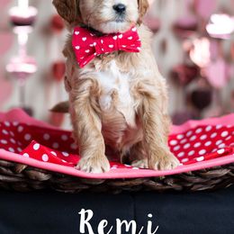 Goldendoodle Puppies from Harpers Goldendoodles on the Hill