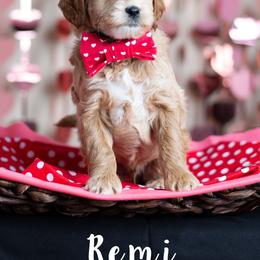 Goldendoodle Puppies from Harpers Goldendoodles on the Hill