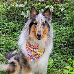 Presley - Collie