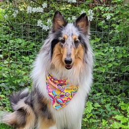 Presley - Collie