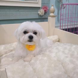 Cookies - Maltese