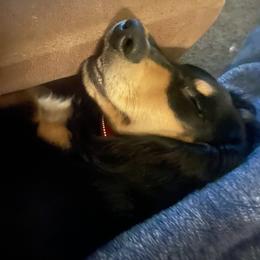Dachshund Puppies from P&P Dachshunds