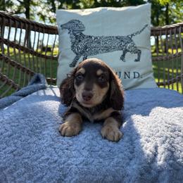 Dexter - Chocolate and tan male Dachshund puppy in Stilwell, Oklahoma from B & K Dachshunds