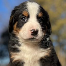 Lexis - Black rust and white Bernese Mountain Dog puppy in New Haven, Indiana from Milan Berners
