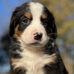 Lexis - Black rust and white Bernese Mountain Dog puppy in New Haven, Indiana from Milan Berners