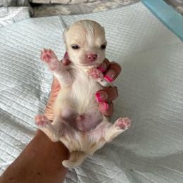 Ollie - Fawn male Chihuahua puppy in Menifee, California from Lane’s Little Long Coats