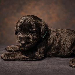 Gwenivere von Copper Cottage - Black female Giant Schnauzer puppy in Helena, Alabama from The Copper Cottage Canines LLC