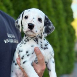 Freckles - White and black female Dalmatian puppy in Mount Vernon, Washington from Pawsitively Spotted