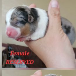 Girl 1 - Blue merle and white female American Corgi puppy in Neosho, Wisconsin from GC Farms Corgis