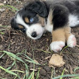 Miniature Australian Shepherd Puppies from Iris’ Island Oasis