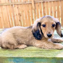 Stone (READY TO GO ) - Cream male Dachshund puppy in Midland, Texas from The Barefield Doxies