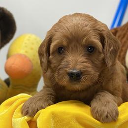 Australian Labradoodles and Labradoodles from North Austin Labradoodles