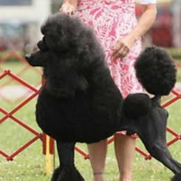 McGeHee - Poodle