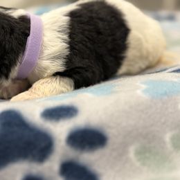 Goldendoodle and Poodle Puppies from Southern Stroll Poodles & Doodles