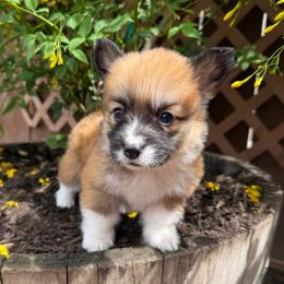Girl 4 - Red female Pembroke Welsh Corgi puppy in Bakersfield, California from Kern River Corgis
