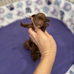 Boy 1 - Red male Cavapoo puppy in Herriman, Utah from Gypsi Doodles & Poodles LLC.